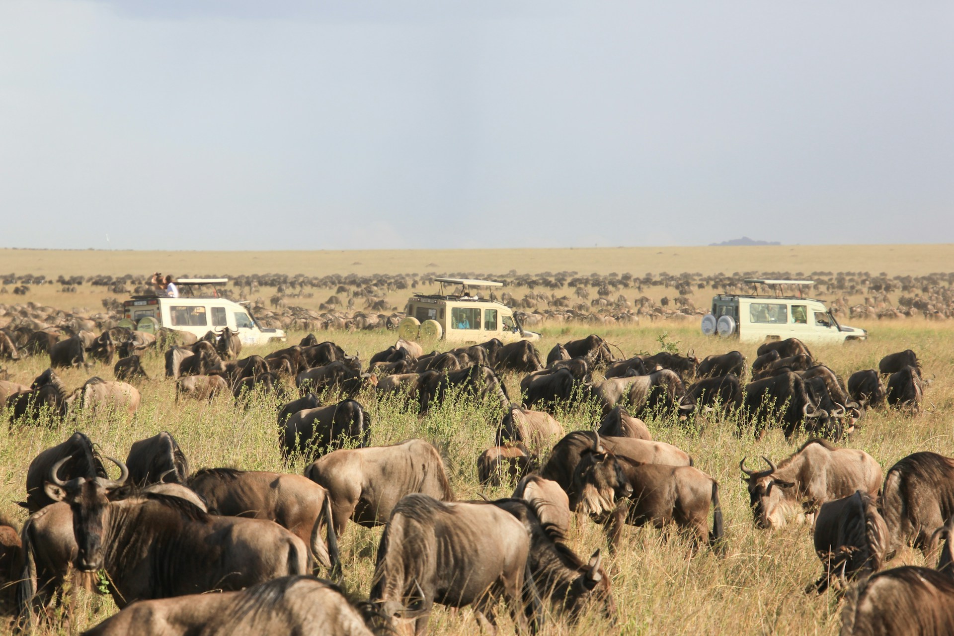 Wildebeest migration with safari vehicles