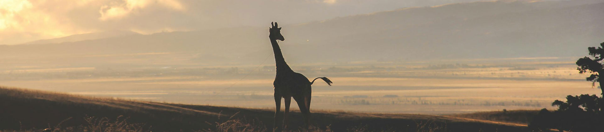 Safari vehicle with binoculars over the Maasai Mara