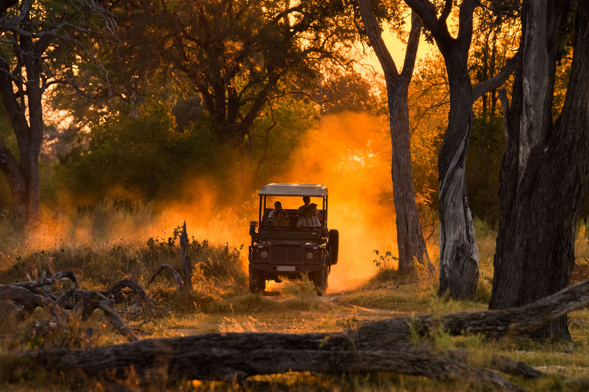 Safari vehicle in golden dust at sunset