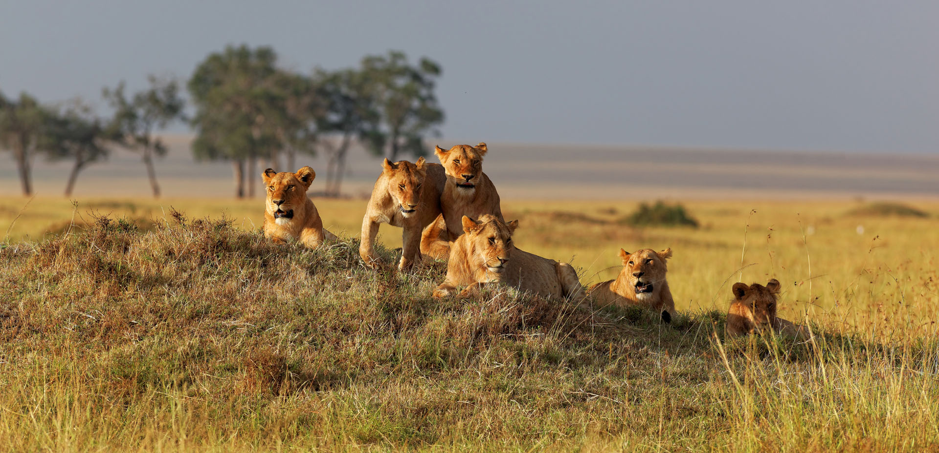 Lion pride in golden morning light