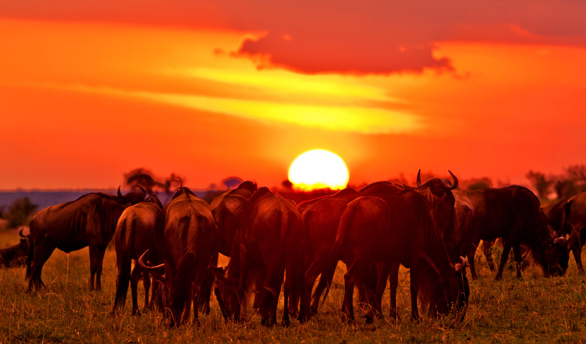 Wildebeest silhouettes at blazing African sunset