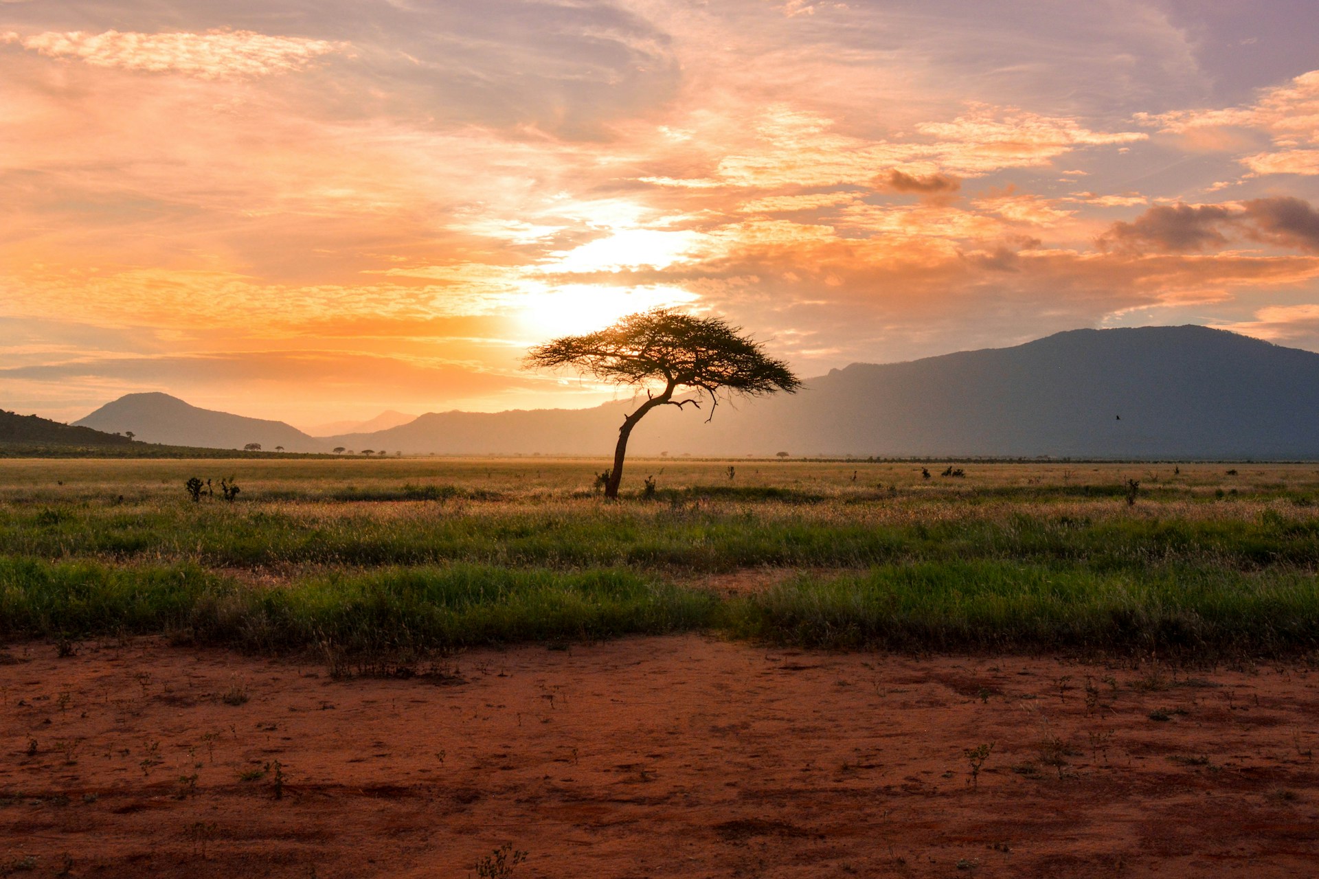 Lion pride in morning light on the Mara